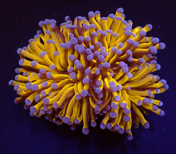 Euphyllia cristata (Gold Torch) ReefBucket