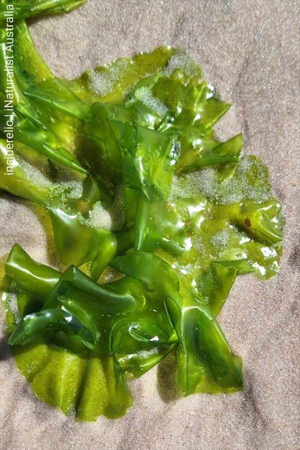 Zeesla-Ulva-lactuca-in-je-zeewateraquarium-Nitraatfilter-voeding ReefBucket