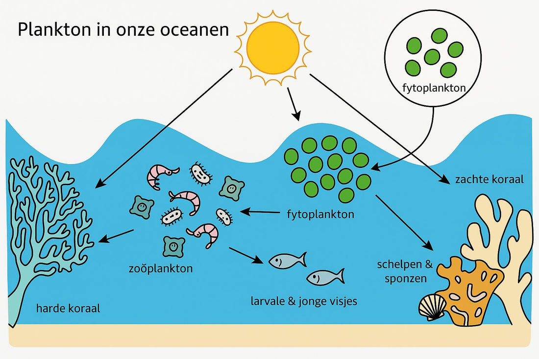 Plankton voor je Rifaquarium: Nanochloropsis, Synechococcus & Copepoden