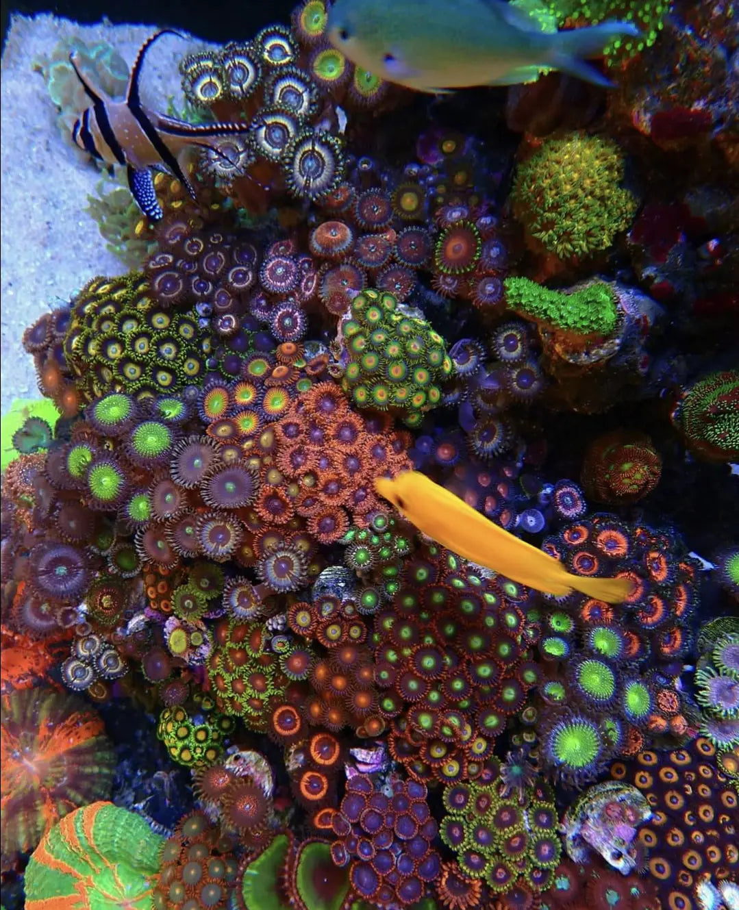 Waarom Synechococcus ideaal is voor Zoanthus-koralen ReefBucket
