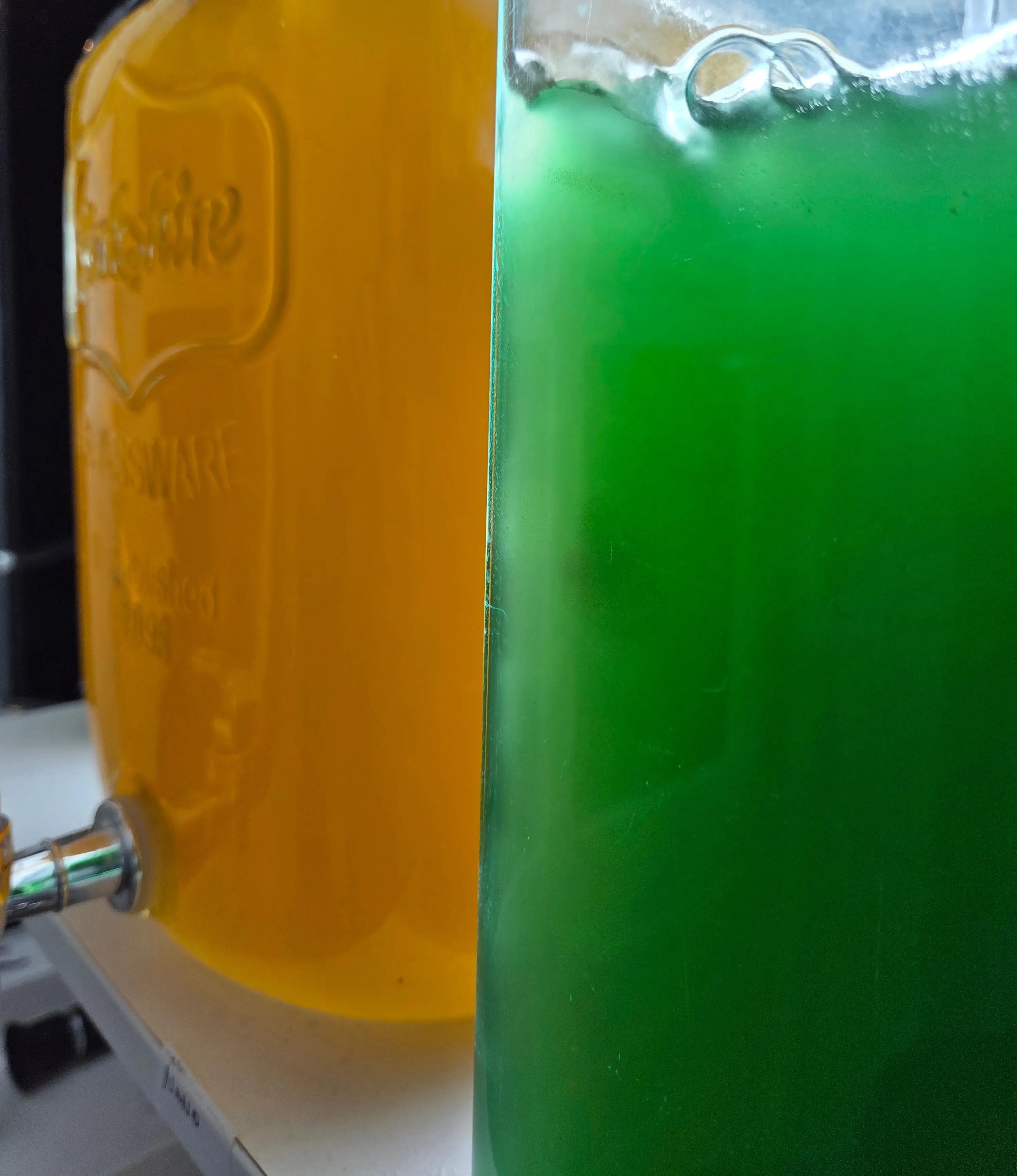 Planktonkwaliteit in het zeeaquarium – waarom slechte plankton schadelijk is | ReefBucket ReefBucket