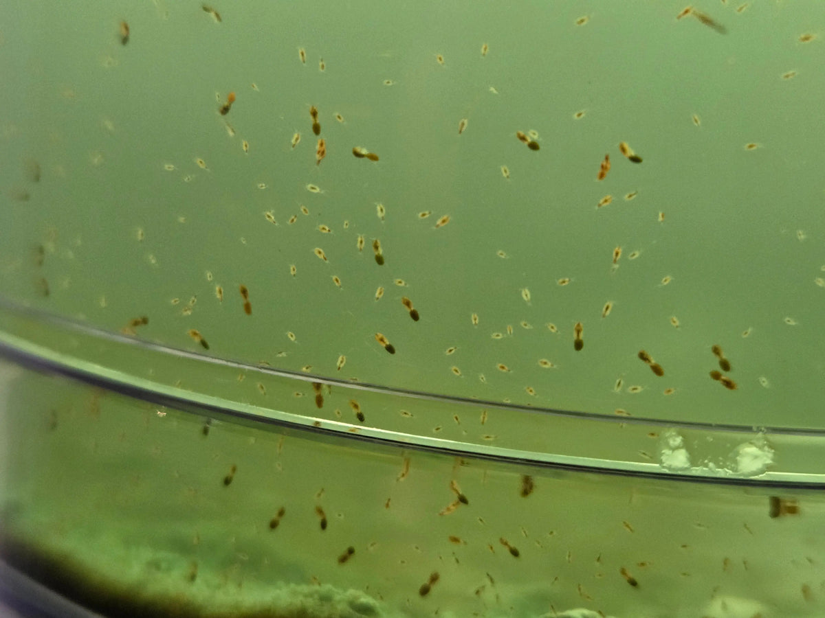 Copepods & Tigerpods kopen? Zo bouw je een stabiel aquarium ecosysteem | ReefBucket