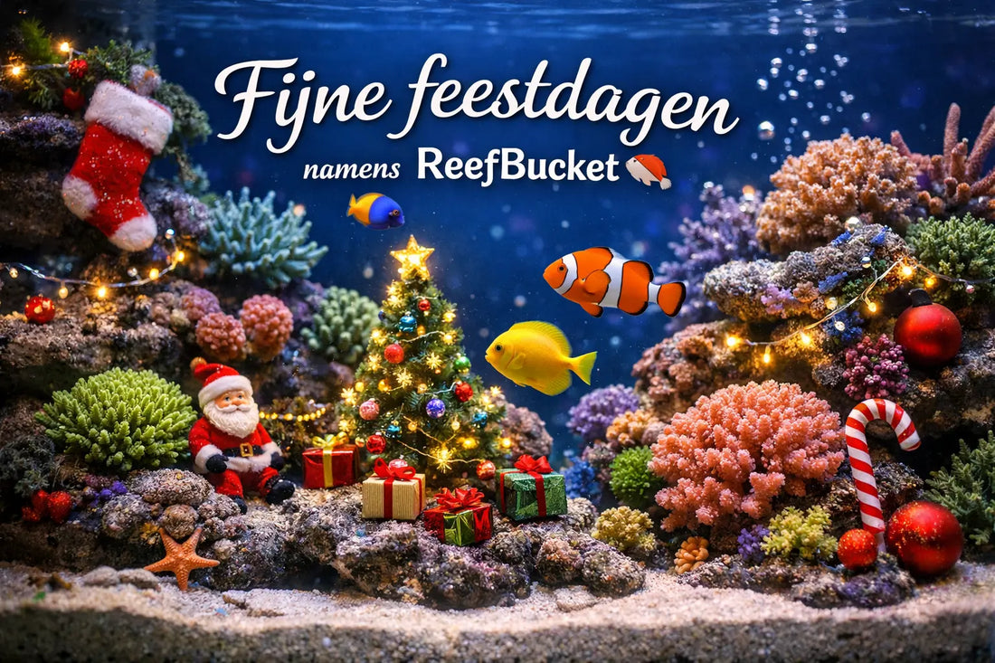 Zeewateraquarium onderhoud tijdens kerst & winter – complete gids ReefBucket