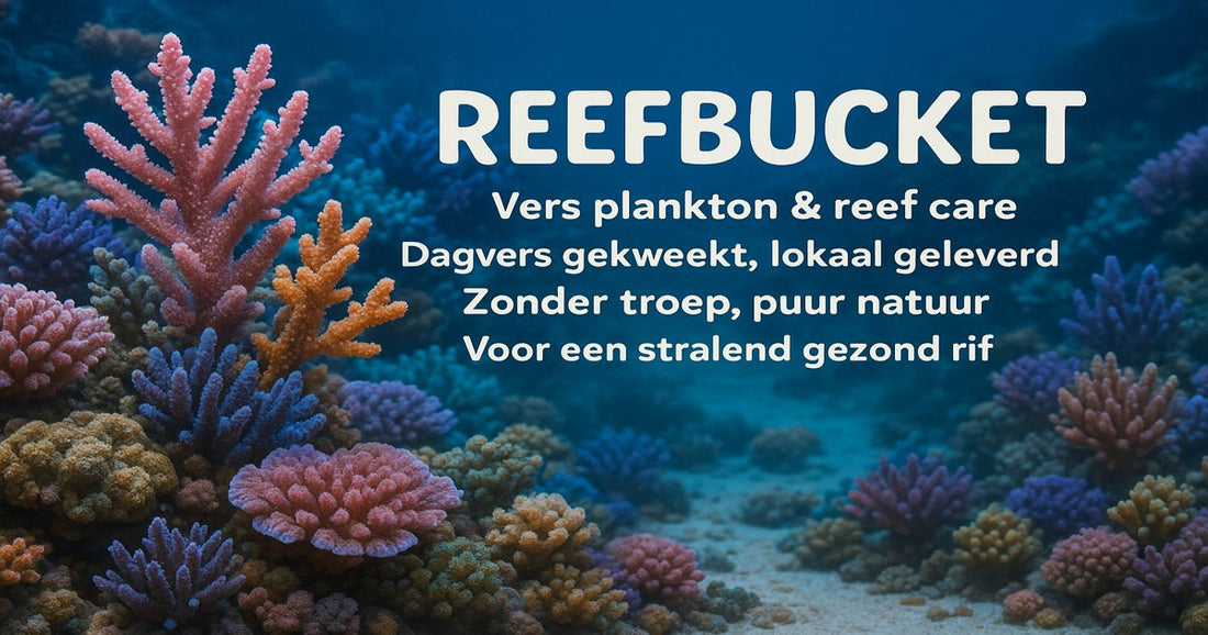 Hoe-vaak-moet-je-je-water-testen-in-een-rifaquarium-De-ultieme-gids ReefBucket