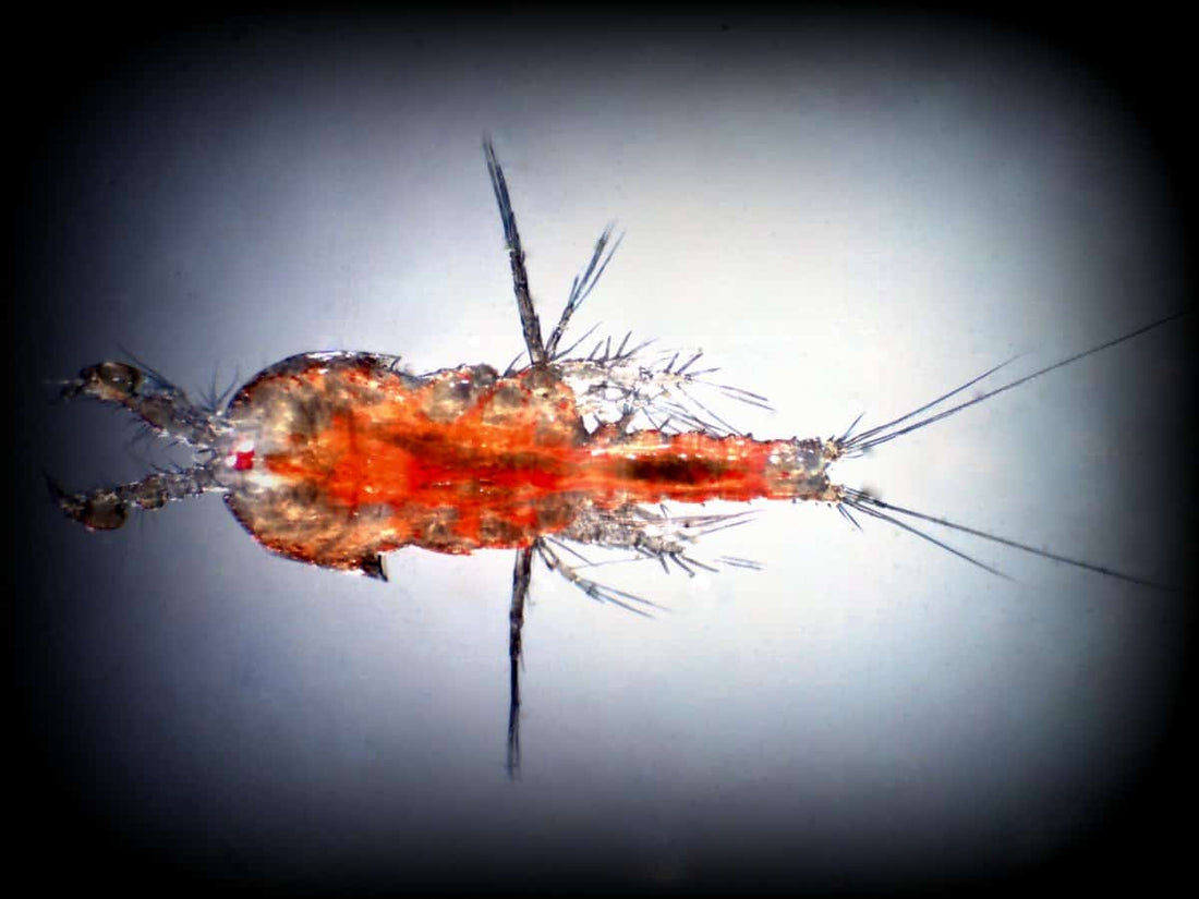 Copepods dinoflagetellen 