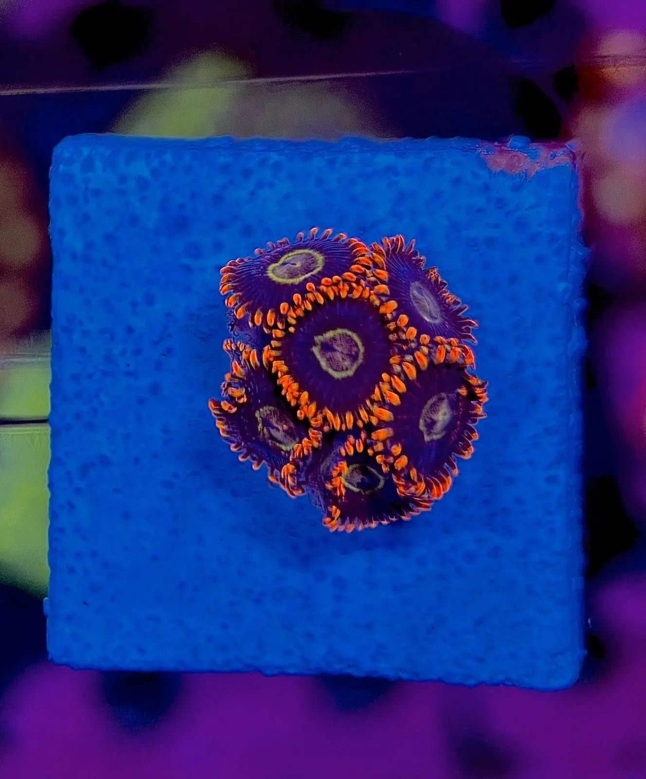 Zoanthus kopen – kleurrijke zoa frags & kolonies | ReefBucket ReefBucket