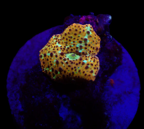 Leopard Discosoma – Zeldzame Mushroom Coral ReefBucket
