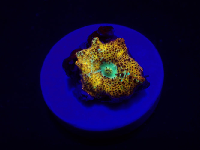 Leopard Discosoma – Zeldzame Mushroom Coral ReefBucket