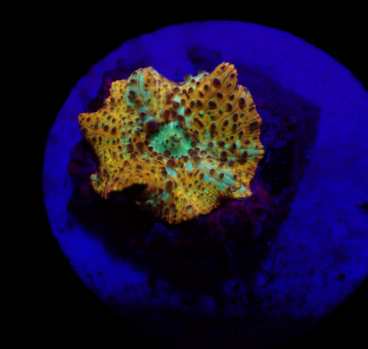 Leopard Discosoma – Zeldzame Mushroom Coral ReefBucket