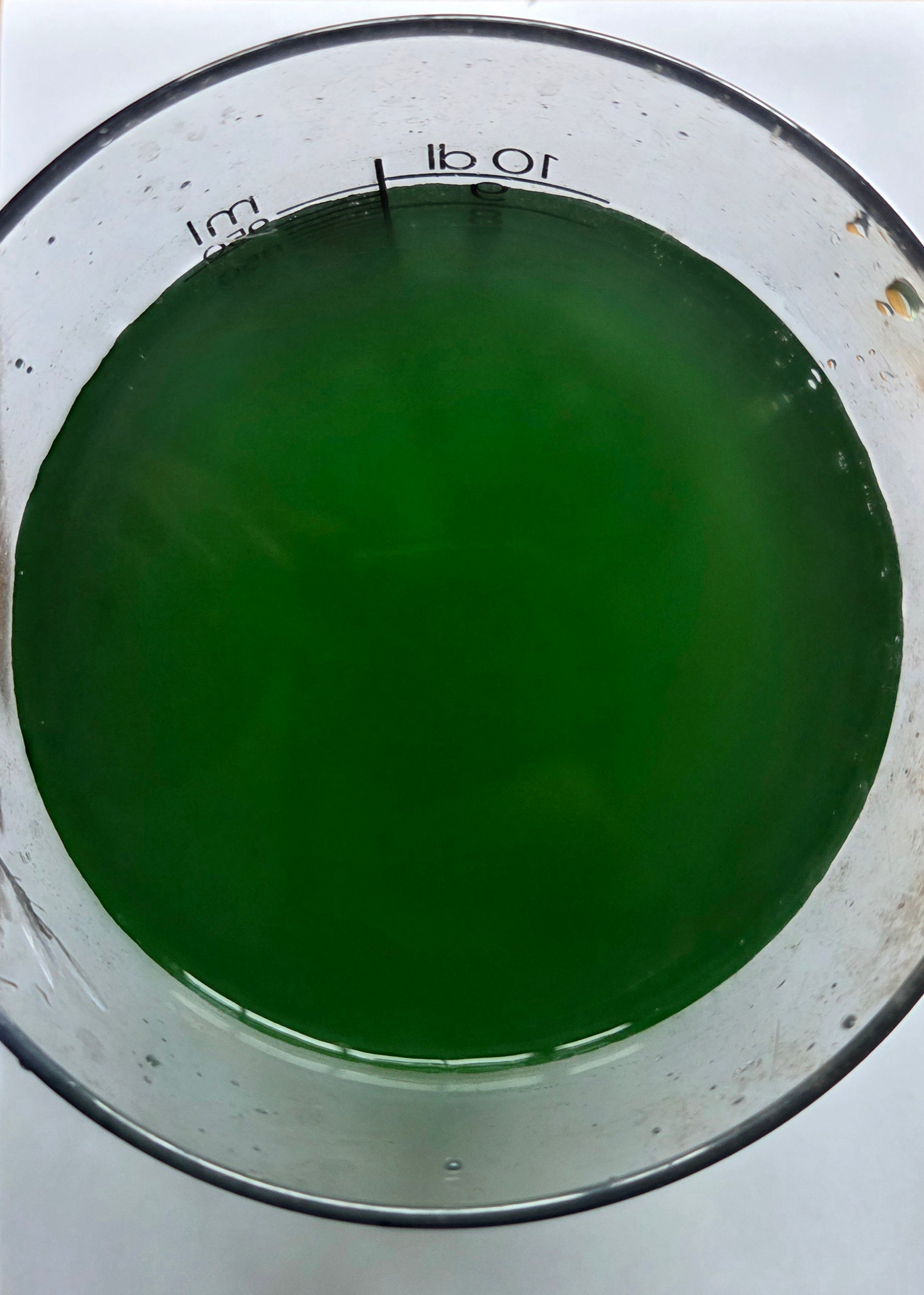 Nanochloropsis startcultuur kopen | Start planktonkweek zeewateraquarium | ReefBucket ReefBucket