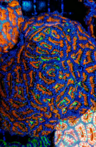 Acanthastrea lordhowensis Ultra – kopen voor je rif aquarium ReefBucket