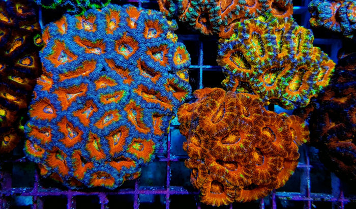 Acanthastrea lordhowensis Ultra – kopen voor je rif aquarium ReefBucket