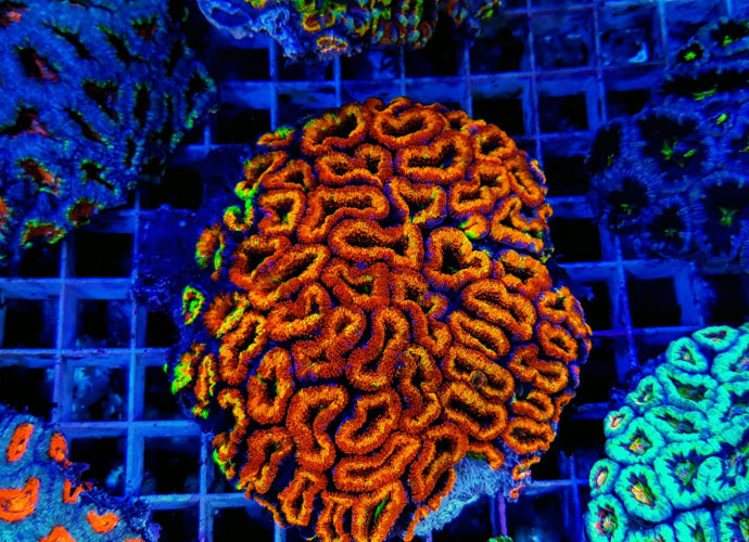 Acanthastrea lordhowensis Ultra – kopen voor je rif aquarium ReefBucket