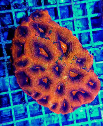 Acanthastrea bowerbanki Ultra – kopen voor je rif aquarium ReefBucket