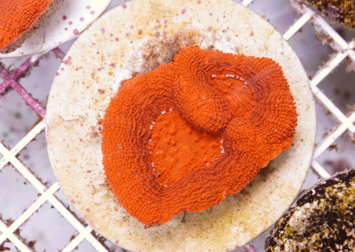 Acanthastrea bowerbanki Ultra – kopen voor je rif aquarium ReefBucket