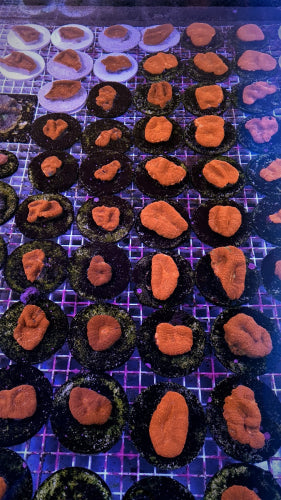 Acanthastrea bowerbanki Ultra – kopen voor je rif aquarium ReefBucket