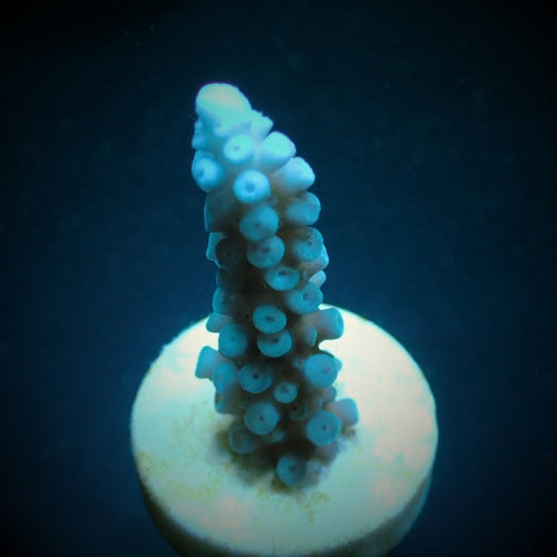 Acropora gomezi – Frag ReefBucket