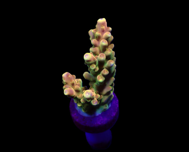 Acropora Ultra – Frag kopen voor SPS reef aquaria ReefBucket