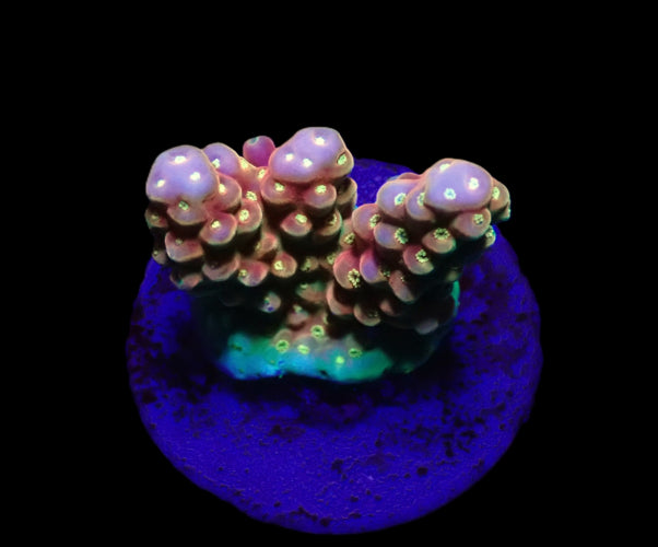 Acropora Ultra – Frag kopen voor SPS reef aquaria ReefBucket