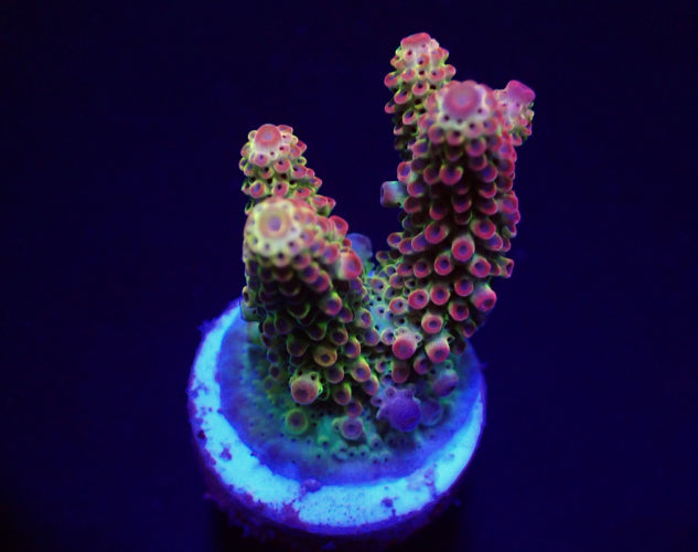 Acropora Ultra – Frag kopen voor SPS reef aquaria ReefBucket