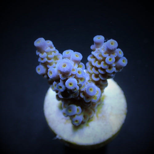 Acropora tenuis (Blueish) – Frag ReefBucket