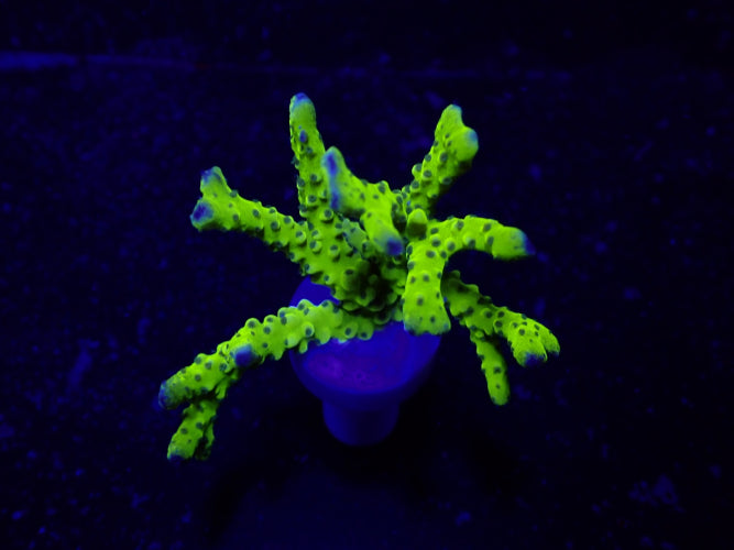 Anacropora Green Goblin – Frag kopen voor SPS reef aquaria ReefBucket