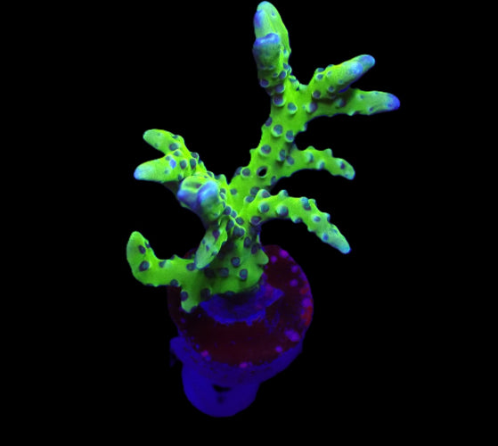 Anacropora Green Goblin – Frag kopen voor SPS reef aquaria ReefBucket