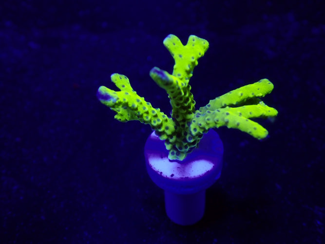 Anacropora Green Goblin – Frag kopen voor SPS reef aquaria ReefBucket