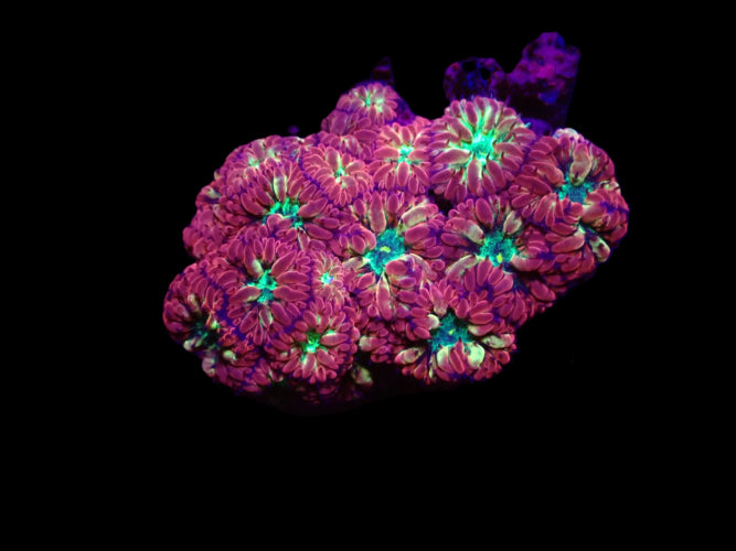 Blastomussa merletti – Frag ReefBucket