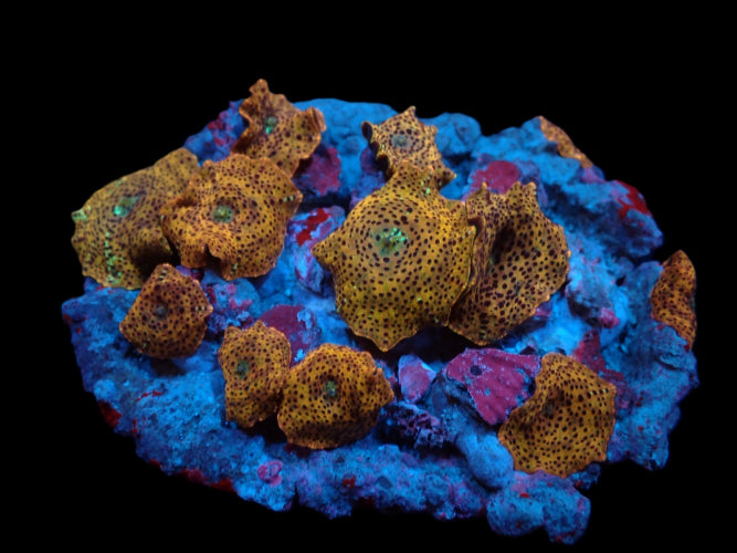 Leopard Discosoma – Zeldzame Mushroom Coral ReefBucket