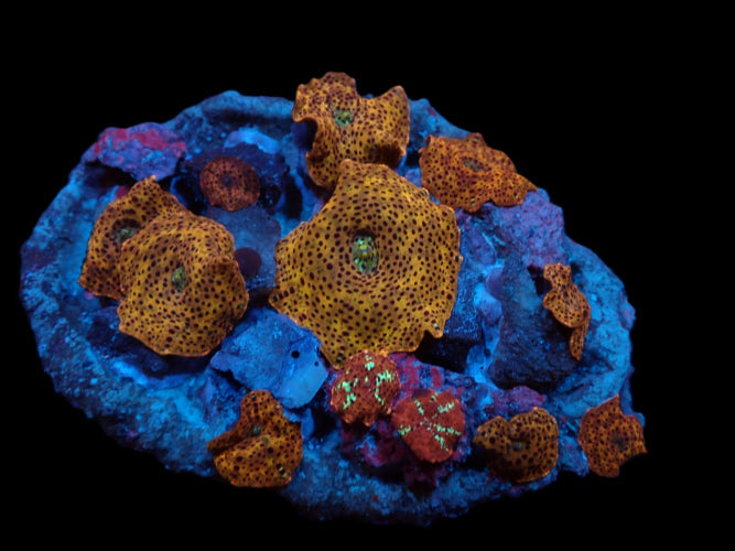 Leopard Discosoma – Zeldzame Mushroom Coral ReefBucket