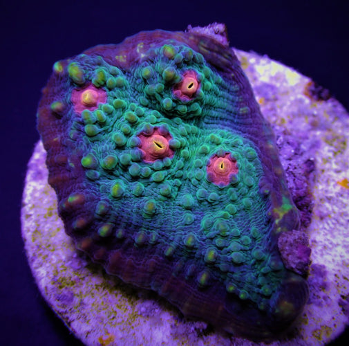 Echinophyllia Premium – Frag kopen voor LPS reef aquaria ReefBucket
