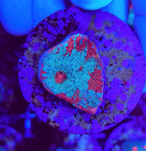 Echinophyllia Premium – Frag kopen voor LPS reef aquaria ReefBucket