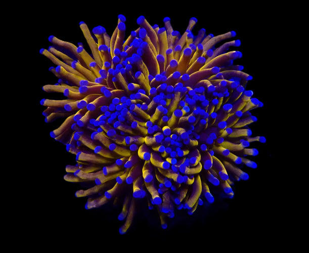Euphyllia cristata (Gold Torch) ReefBucket