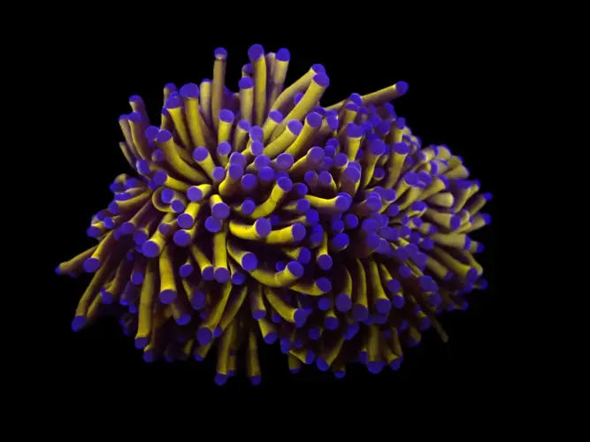 Euphyllia cristata (Gold Torch) (M) ReefBucket