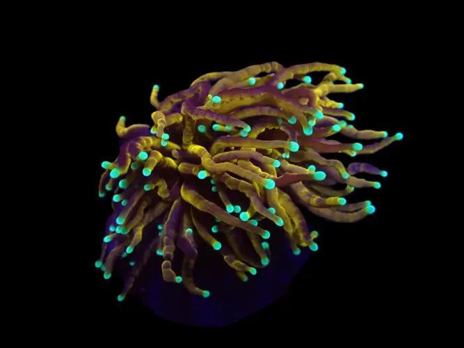 Euphyllia glabrescens (Hellfire) (M) ReefBucket
