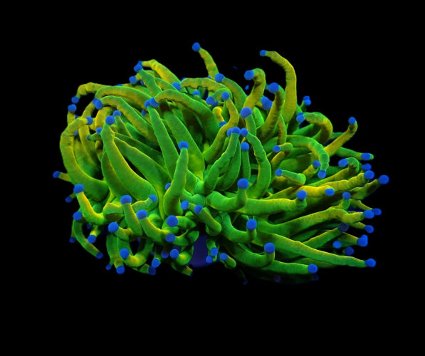 Euphyllia glabrescens Holy Grail – Torch coral frag kopen ReefBucket