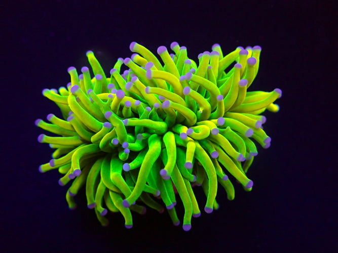 Euphyllia glabrescens Holy Grail – Torch coral frag kopen ReefBucket