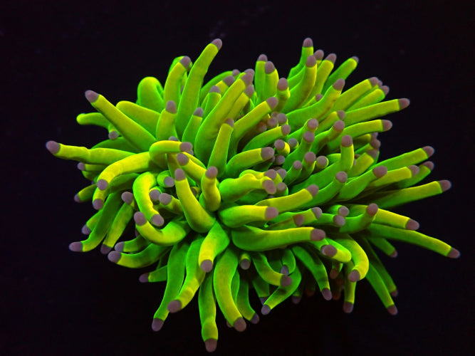 Euphyllia glabrescens Holy Grail – Torch coral frag kopen ReefBucket