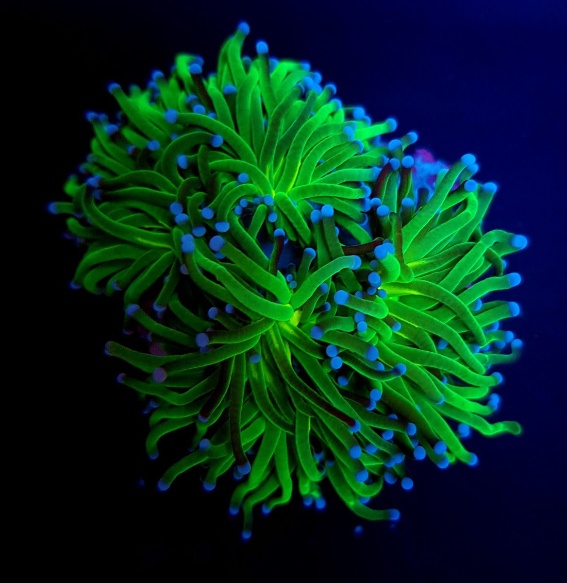 Euphyllia glabrescens (Reverse Holy Grail) ReefBucket