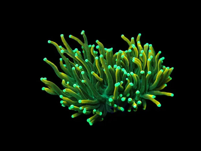 Euphylllia glabrescens (Special Colored) ReefBucket
