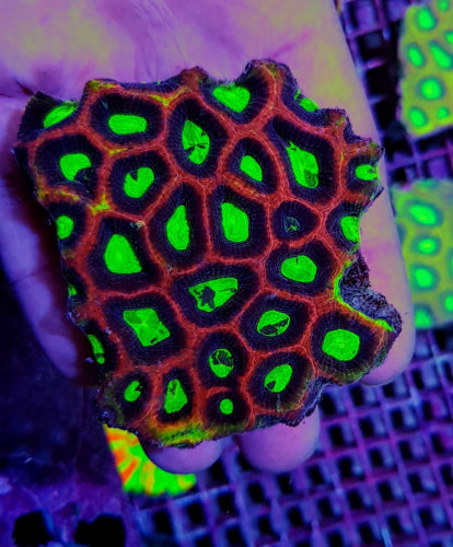 Favites complanata – Dragon Soul Coral ReefBucket