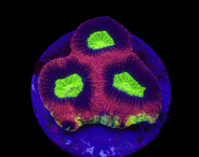 Favites complanata – Dragon Soul Coral ReefBucket