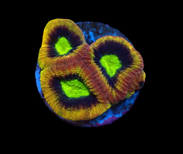 Favites complanata – Dragon Soul Coral ReefBucket