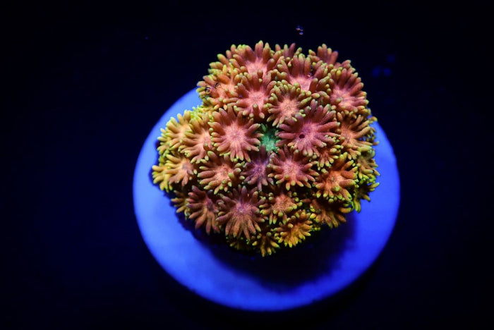 Goniopora Master Grade – Frag kopen voor LPS reef aquaria ReefBucket