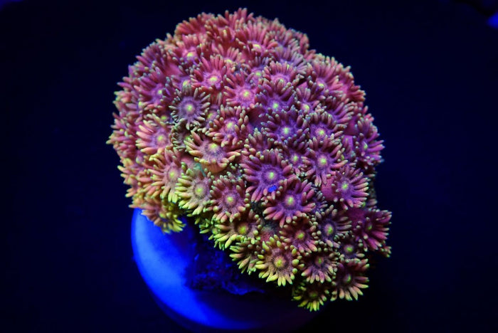 Goniopora Master Grade – Frag kopen voor LPS reef aquaria ReefBucket