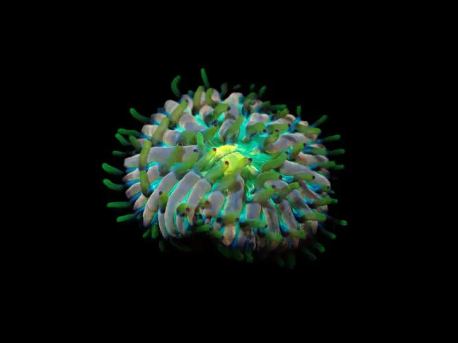 Heliofungia fralinae (Ultra) ReefBucket