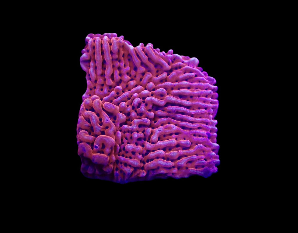 Montipora danae (JF Mean Streak) – Frag ReefBucket