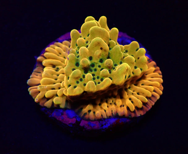 Montipora danae – Ultra (Frag) ReefBucket