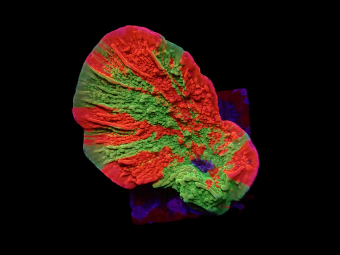 Montipora foliosa Grafted – Frag kopen voor SPS reef aquaria ReefBucket